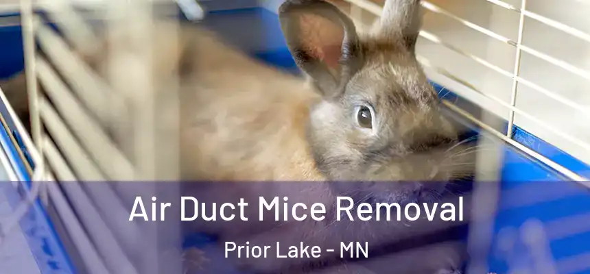  Air Duct Mice Removal Prior Lake - MN